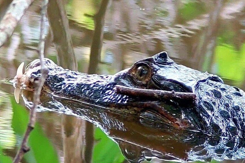 Manuel Antonio National Park: Guided Tour with TICKET INCLUDED 3