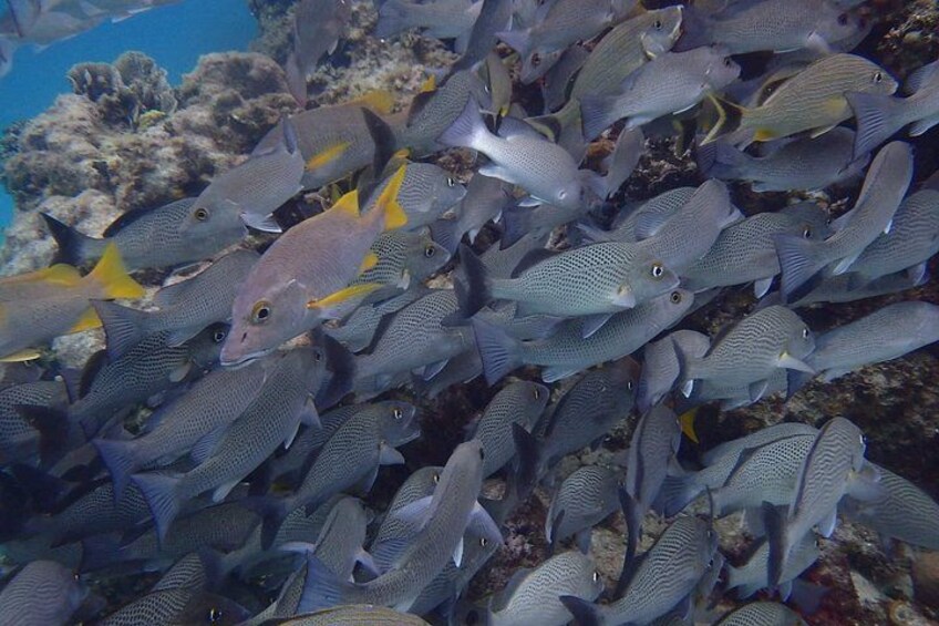 Private Snorkeling, Fishing and Beach Picnic Tour 3