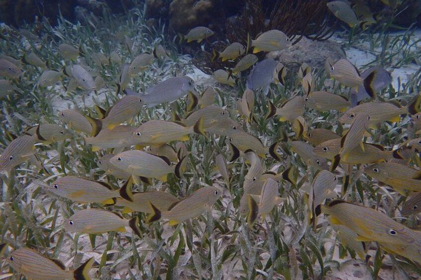 Private Snorkeling, Fishing and Beach Picnic Tour 2