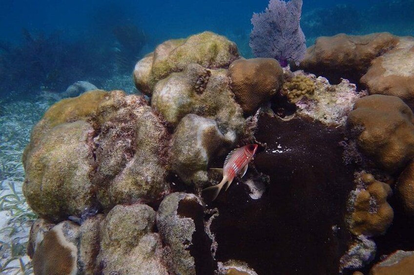 Private Snorkeling, Fishing and Beach Picnic Tour 5