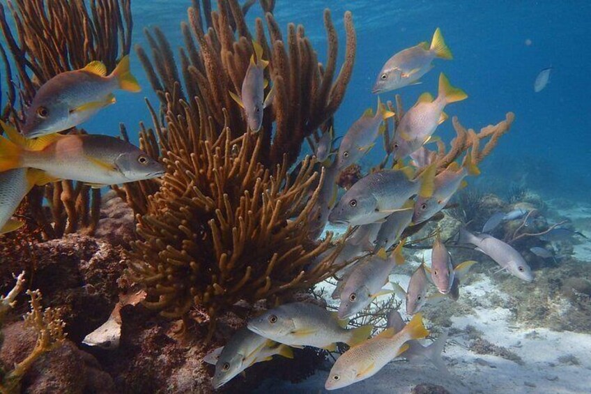 Private Snorkeling, Fishing and Beach Picnic Tour 5