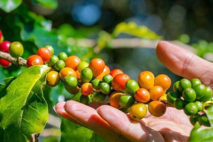 Private Tour Poas Volcano & Doka Coffe Tour 3