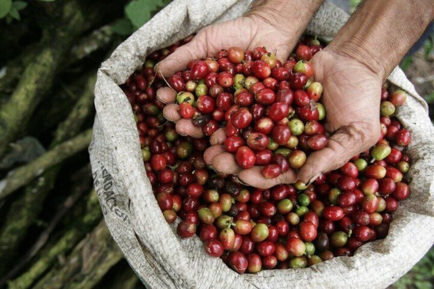 Private Tour Poas Volcano & Doka Coffe Tour 2