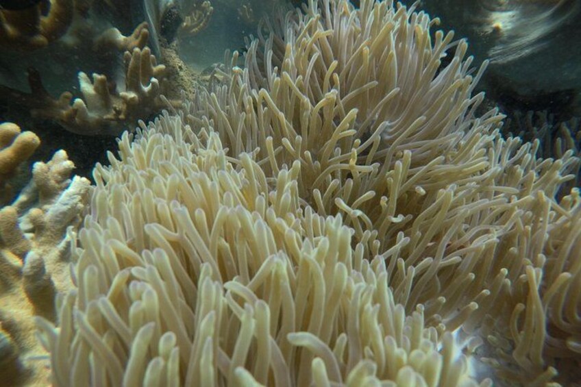 Coral 4