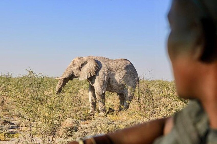 An elephant standing in a dry, grassy landscape with sparse vegetation. 2
