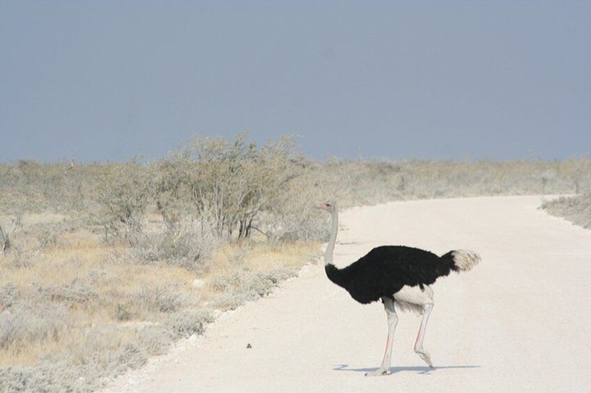 4-Day Etosha And Swakopmund Accommodated Adventure from Windhoek 2