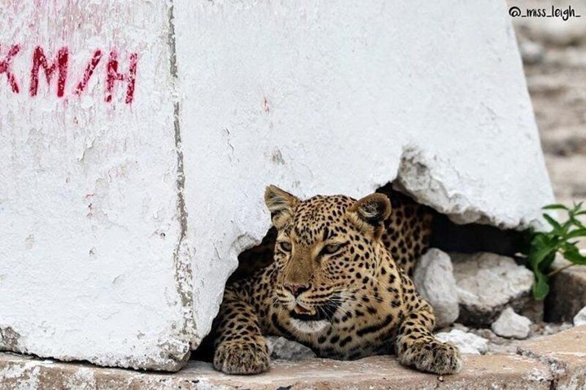 Keep an eye out for leopards hiding in Etosha National Park 1
