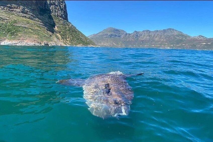 A large fish in clear blue water with a mountainous coastline in the background. 4