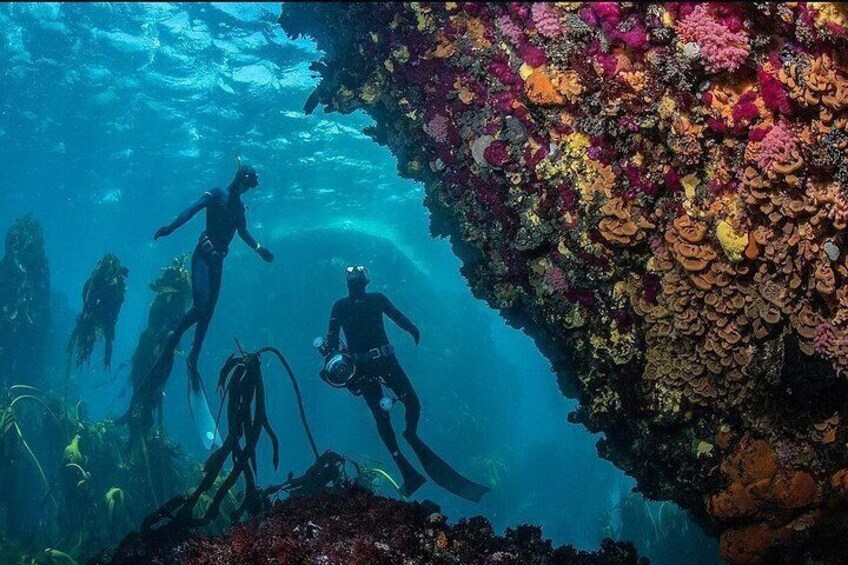 Divers exploring a vibrant coral reef with colorful marine life. 2