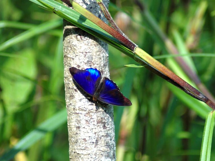 Tambopata and Sandoval Lake 3 days and 2 nights