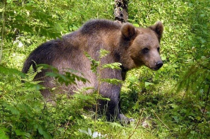Un oso en un área boscosa con follaje verde denso. 5