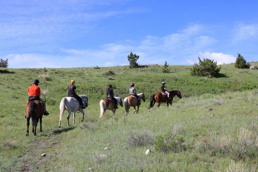 Blue Flower Trail Ride 1