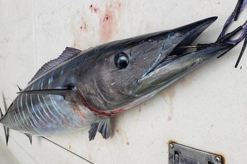 Fishing Charter 4 hours 5