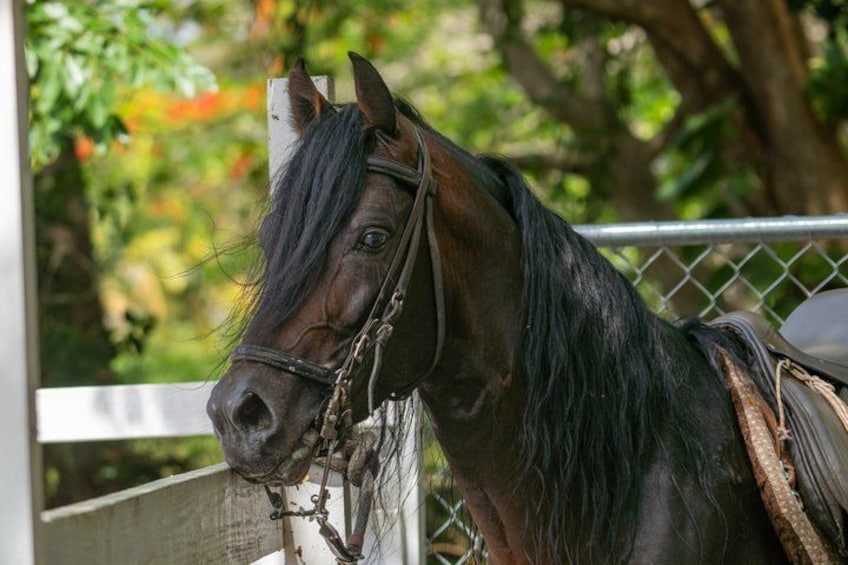 Un caballo con crines y cola oscura, con una brida, de pie detrás de una valla metálica. 4