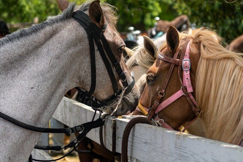 Dos caballos con bridas, uno gris y otro marrón, de pie detrás de una valla de madera. 3
