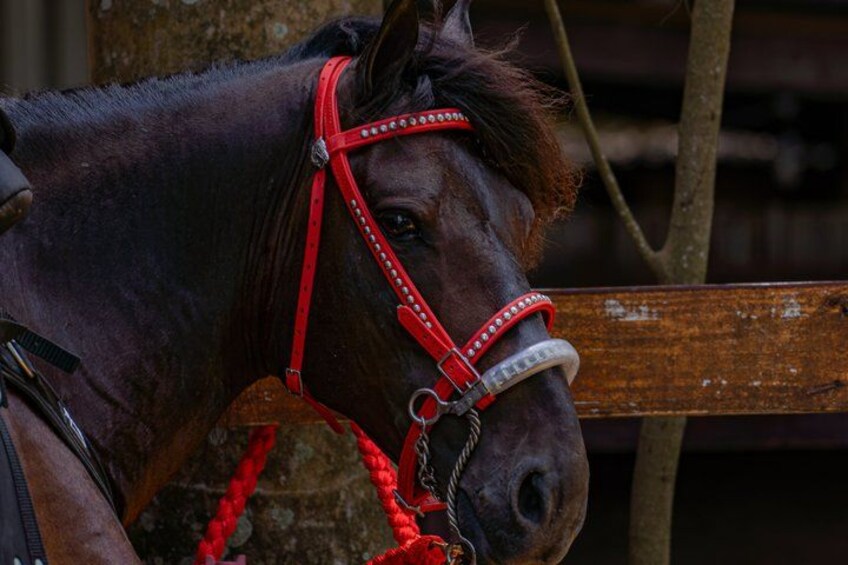 Un caballo oscuro con una cabecera roja y otra de cuerda, atado a un poste de madera. 5