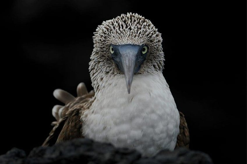 Galapagos Enchanting 3 Islands (5 Days) 1