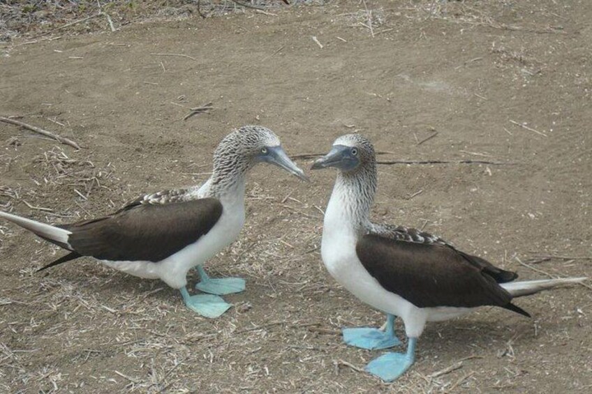 Two birds with blue feet and white and brown feathers standing on a sandy ground. 2