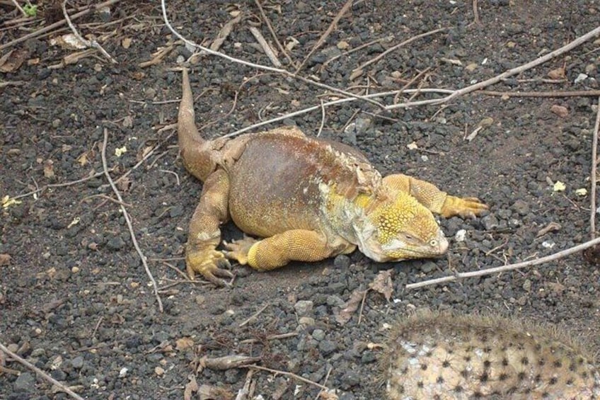 Galapagos Enchanting 3 Islands (5 Days) 3