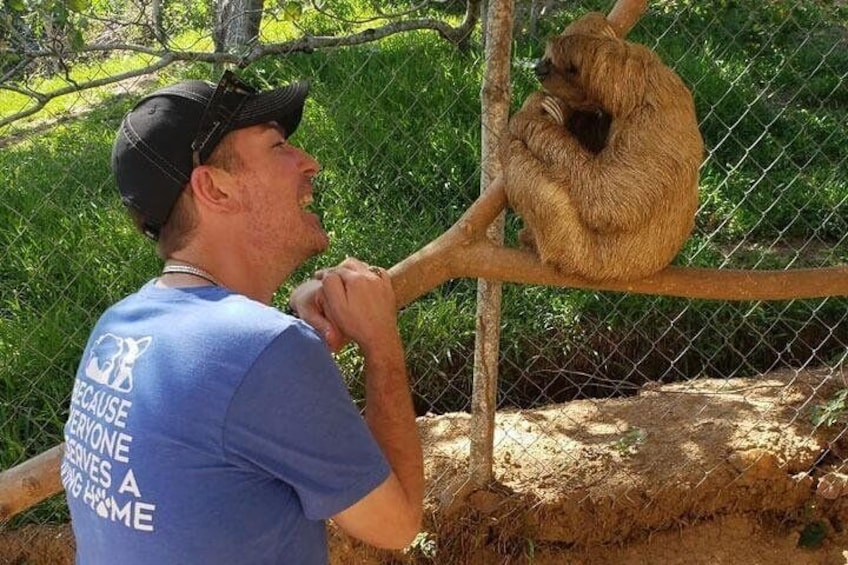 Eine Person füttert ein Faultier auf einem Ast in einem Zoo. 1