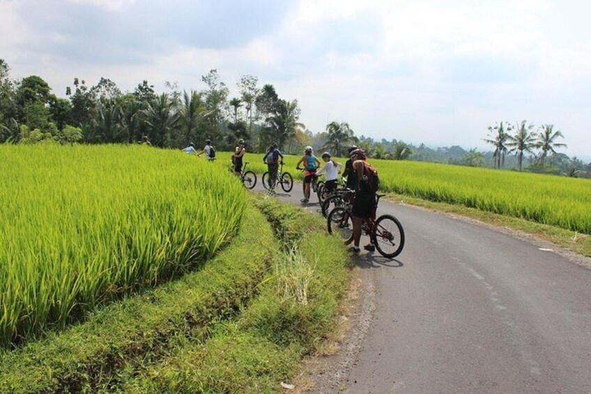 Bali Cycling Tour