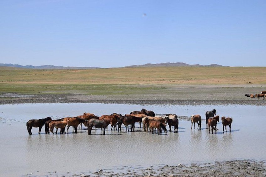 A herd of horses drinking water in a shallow stream. 1