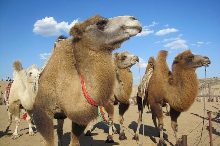 A group of camels in a desert setting. 3
