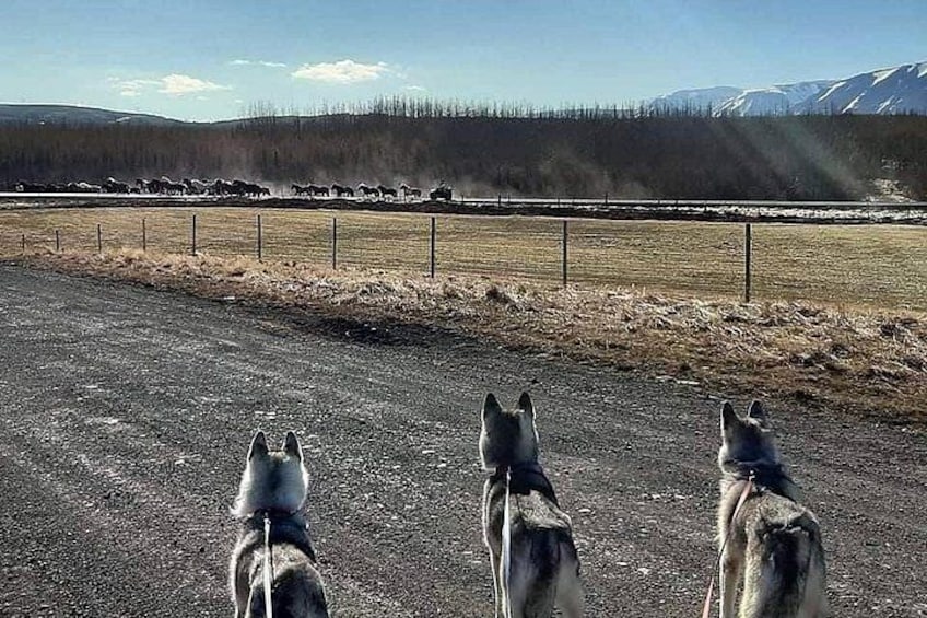 En gruppe slædehunde i snor, et indhegnet område og et bjergrigt landskab i baggrunden. 1