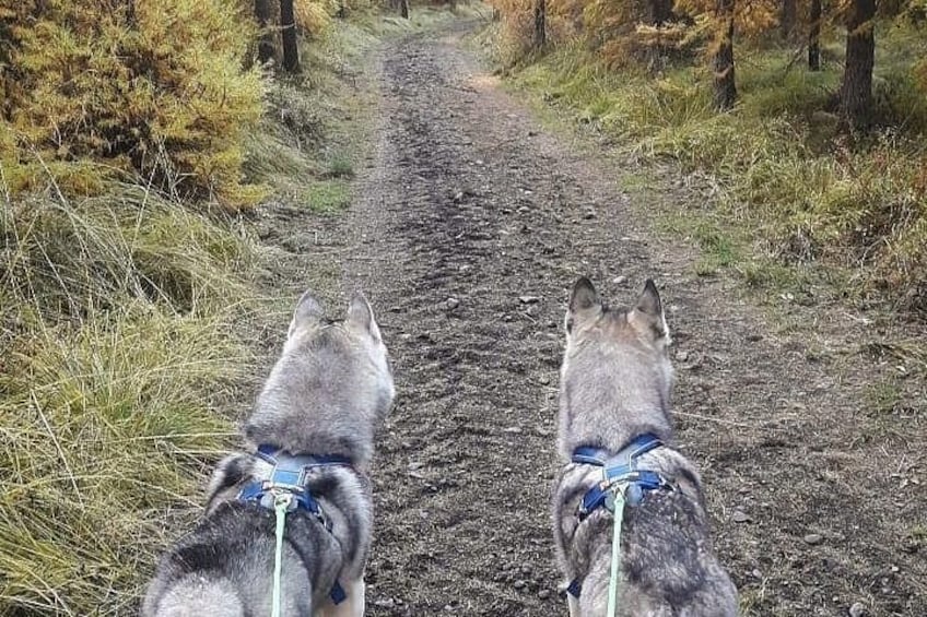 To hunde i snor går på en sti omgivet af træer. 4