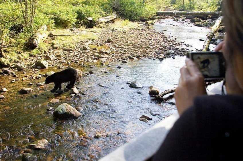 Un ours traverse un ruisseau, et une personne prend une photo. 1