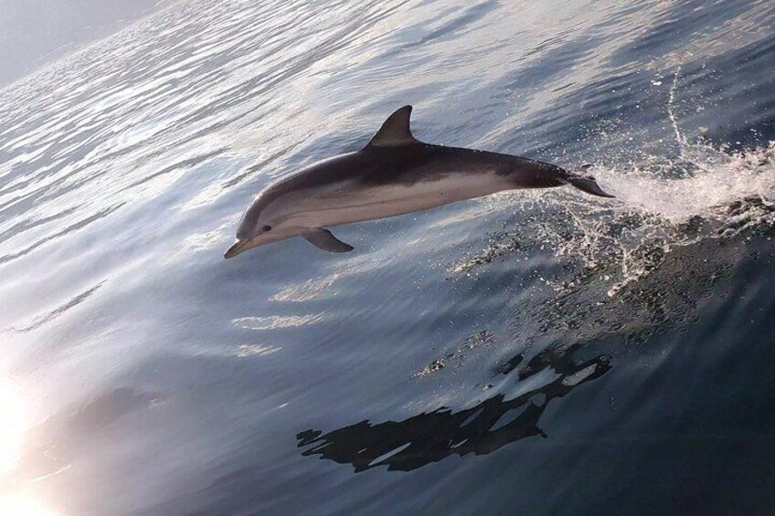 A dolphin jumping out of the water. 2