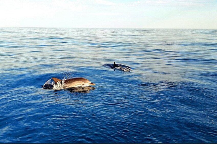 Two whales swimming in the ocean. 3