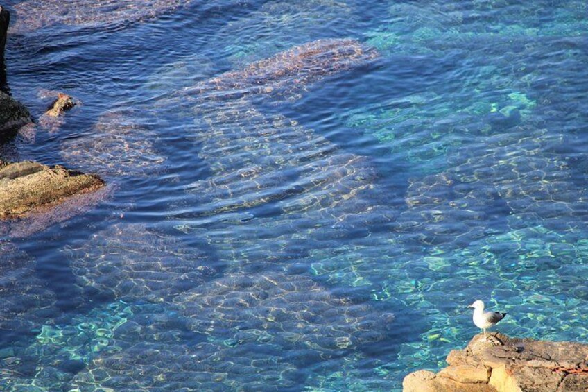 Clear water, a bird on a rock, and a rocky shoreline. 2