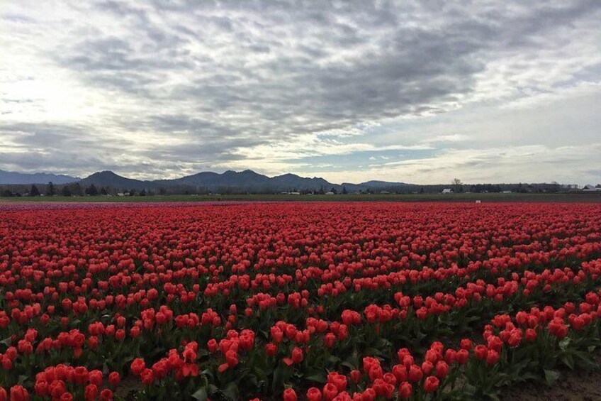A field of red flowers with mountains in the background. 5