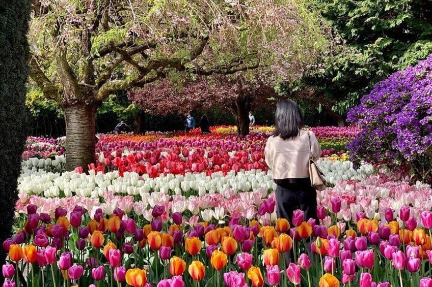 A woman walking through a tulip field with trees and purple flowers in the background. 1