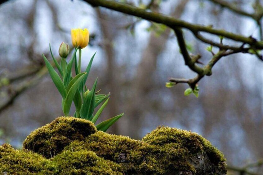 A moss-covered rock with a yellow tulip and green leaves. 3