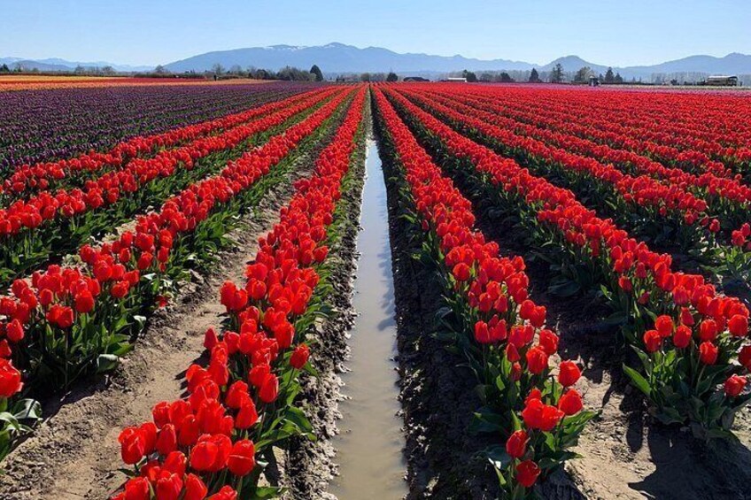 A tulip field with rows of red tulips and a water channel. 2