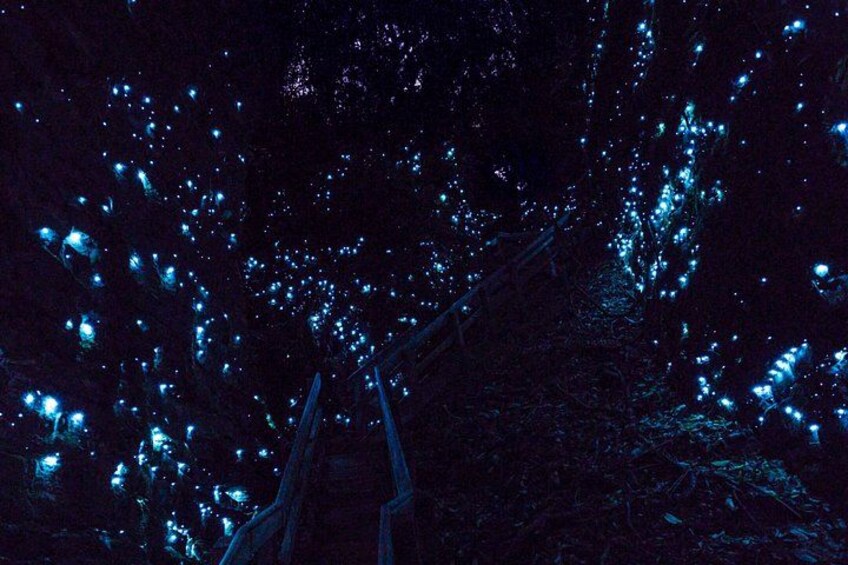 A forest with illuminated trees. 3