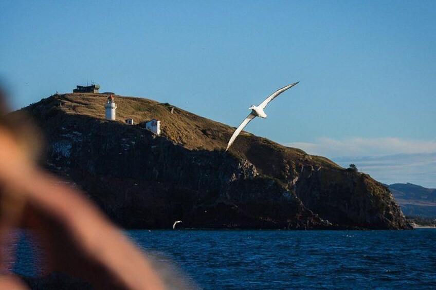 Watch as the royal albatross glide and soar. 3