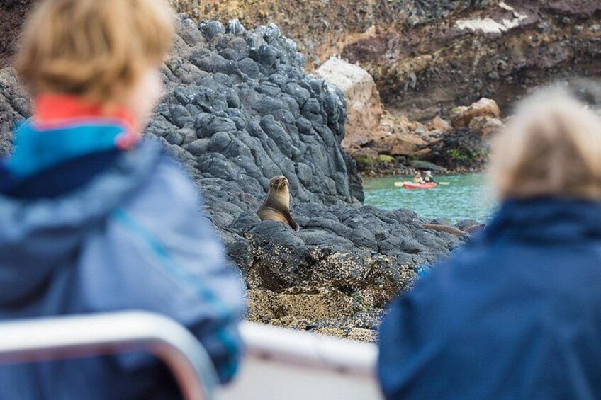 See the playful fur seal pups on their volcanic rock colonies. 2