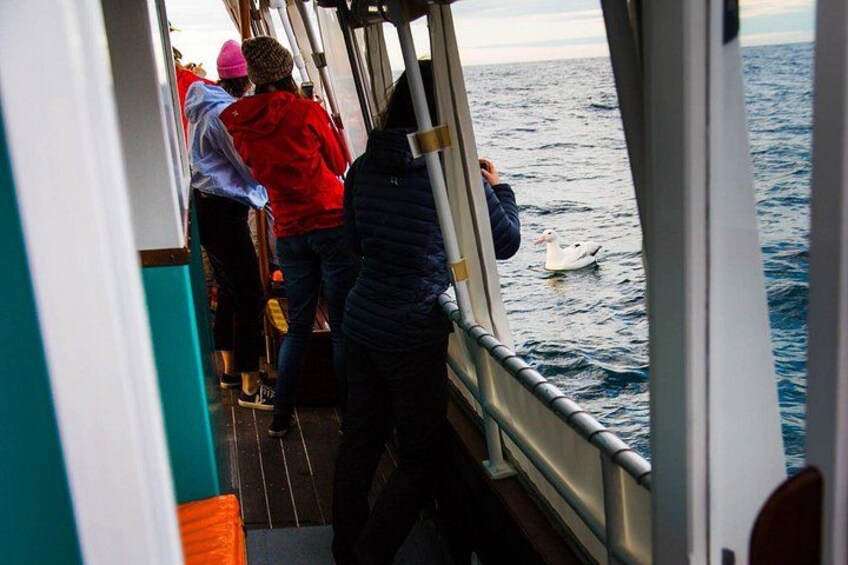 Get up-close and personal with the largest seabird in the world. 4