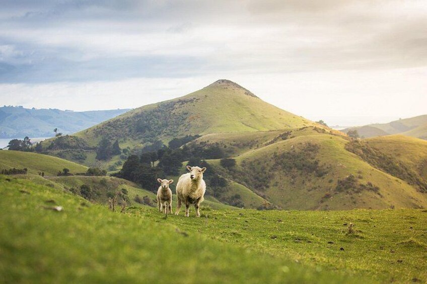 Much like the rest of New Zealand the Otago Peninsula has large farming communities. 4