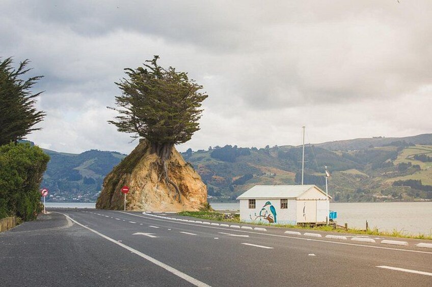 Interesting geological formations are found around the Otago Harbour and Peninsula. 3