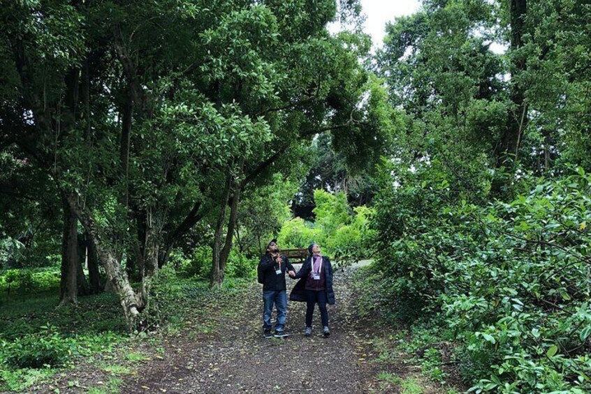 Two people walking on a forest path surrounded by dense trees. 1