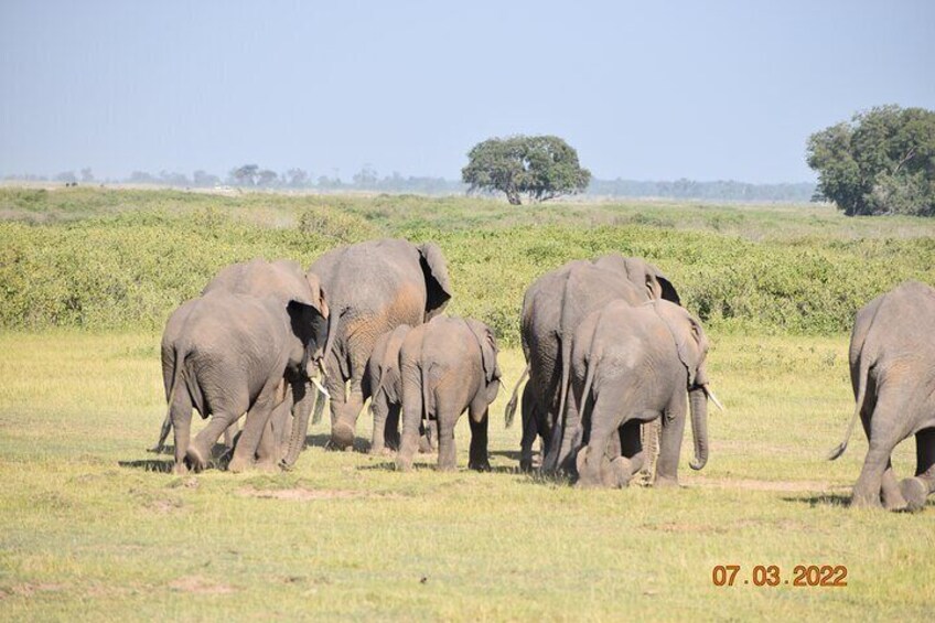 3 Days Kilimanjaro & Tsavo special safari