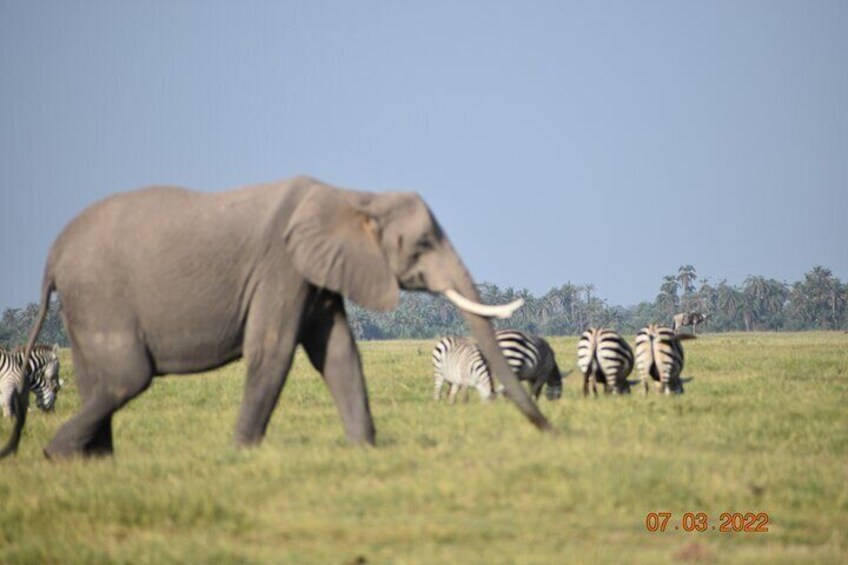 3 Days Kilimanjaro & Tsavo special safari