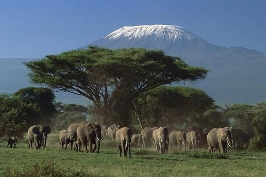 3 Days Kilimanjaro & Tsavo special safari