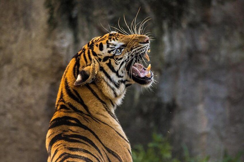 A tiger with its mouth open, displaying its teeth and tongue. 1