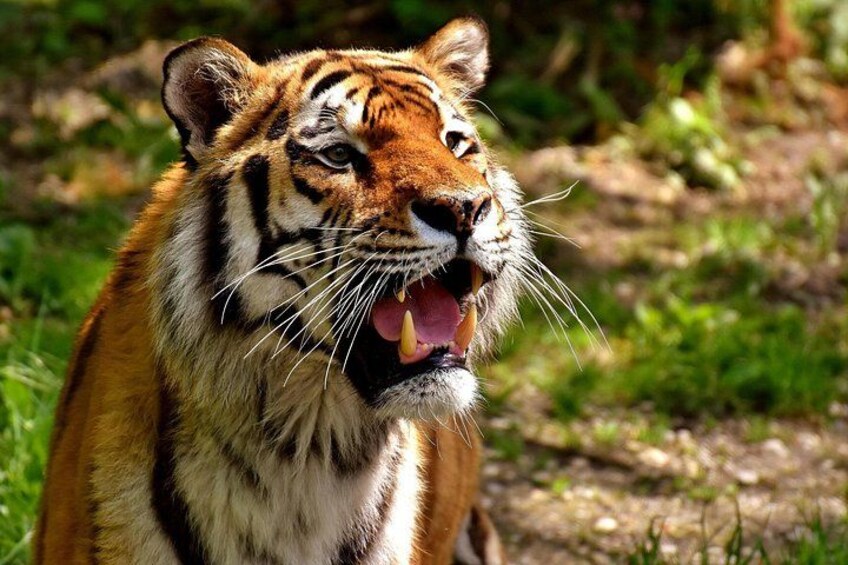 A tiger with its mouth open, surrounded by greenery. 5