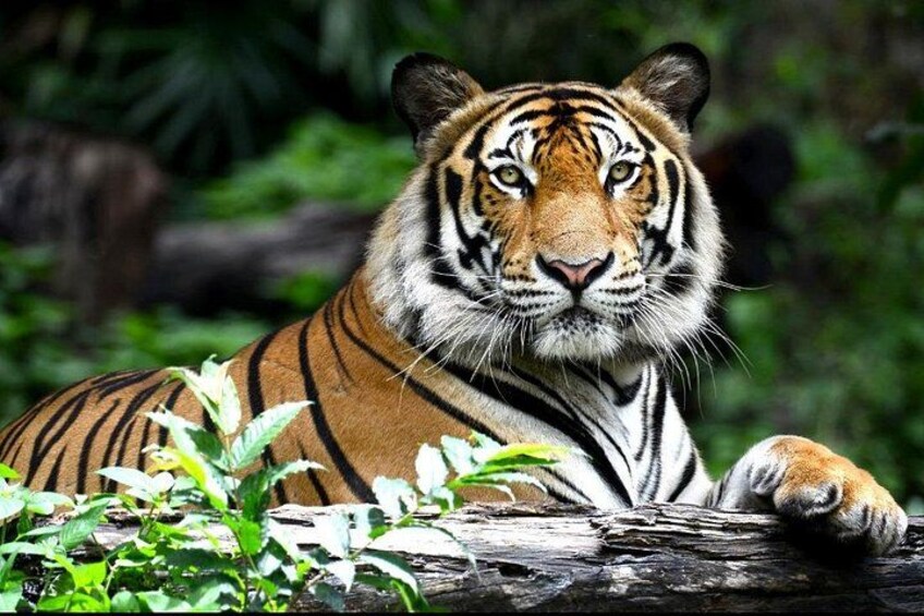 A tiger resting on a log surrounded by greenery. 3
